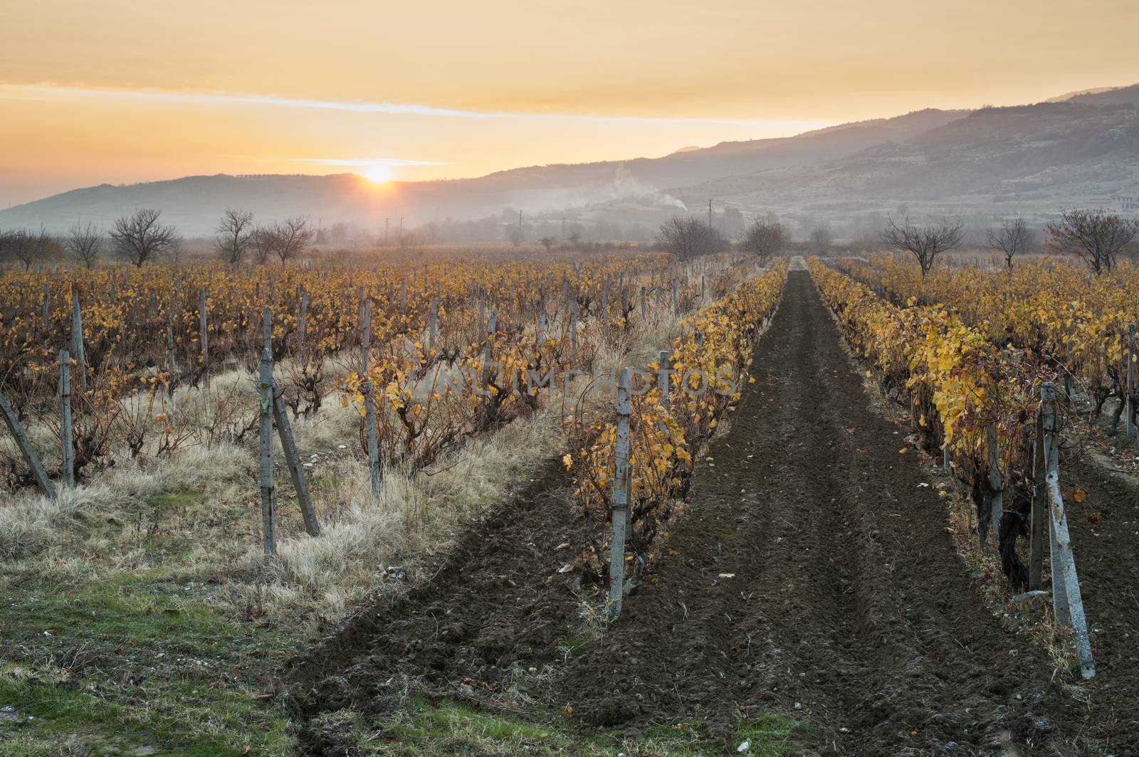 Vineyards on sunrise. Autumn vineyards in the morning. by deyan_georgiev