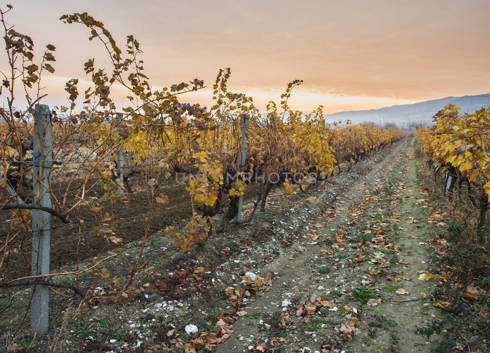 Vineyards on sunrise. Autumn vineyards in the morning. Sunbeams