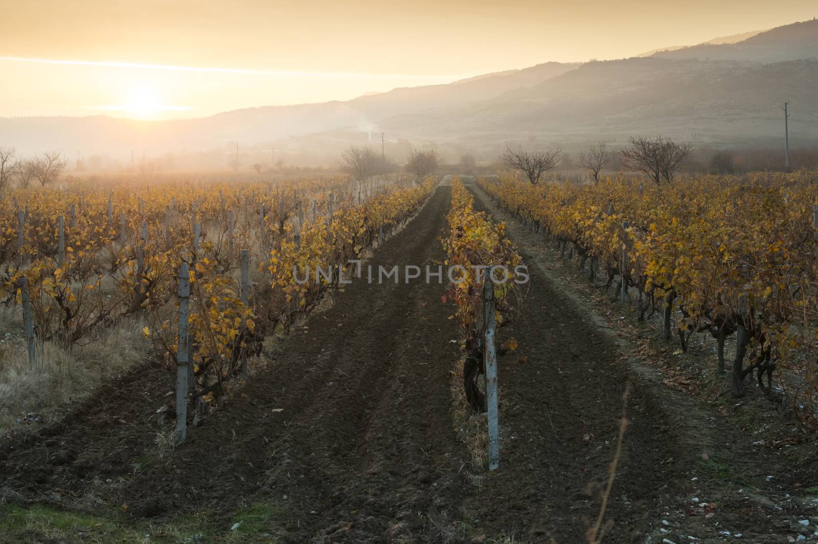 Vineyards on sunrise. Autumn vineyards in the morning. by deyan_georgiev