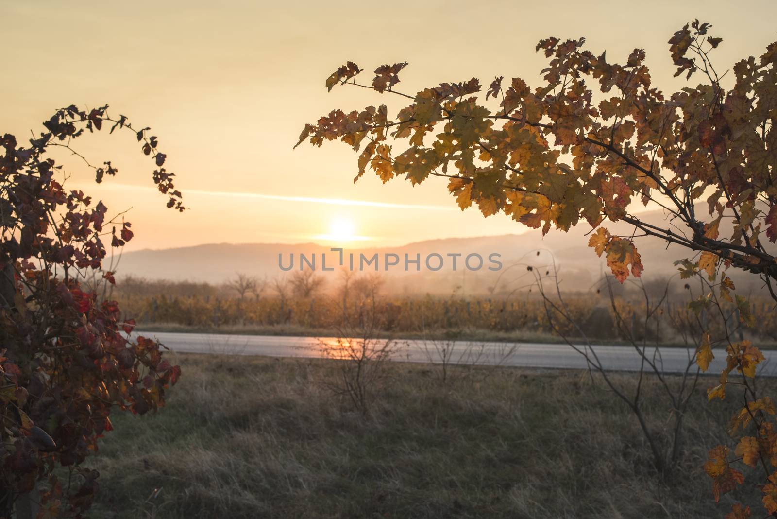 Autumn vine leaves. Sunrise and yellow vine leaves. Sunbeams