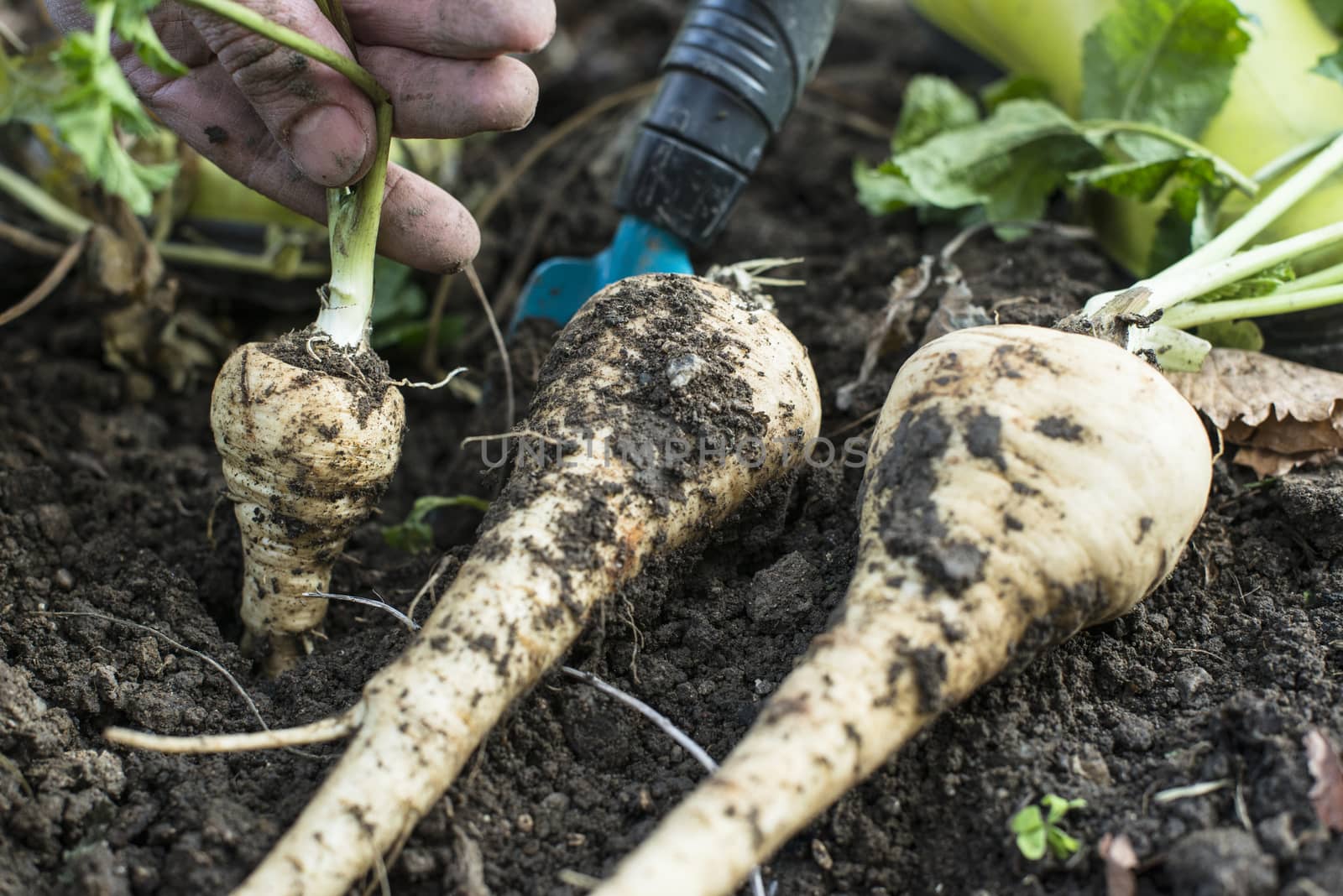 Parsnips in the garden. Woman pulls out parsnips by deyan_georgiev