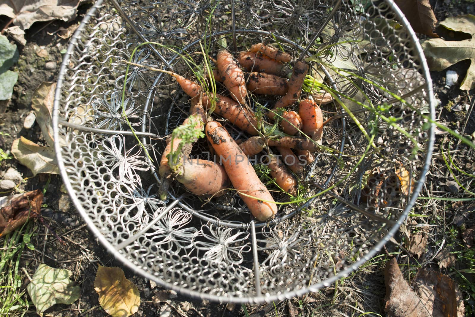 Carrots in metal basket on the garden. Sunny day.