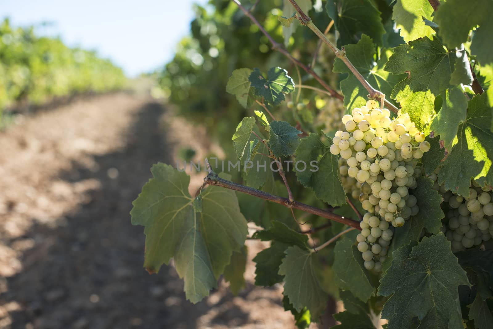 White grape plantations