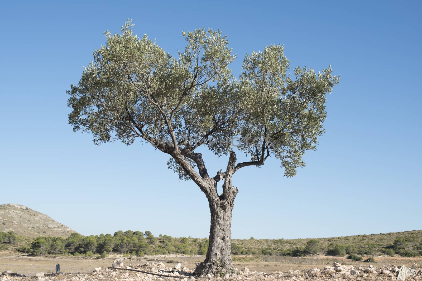 Isolated olive tree by deyan_georgiev