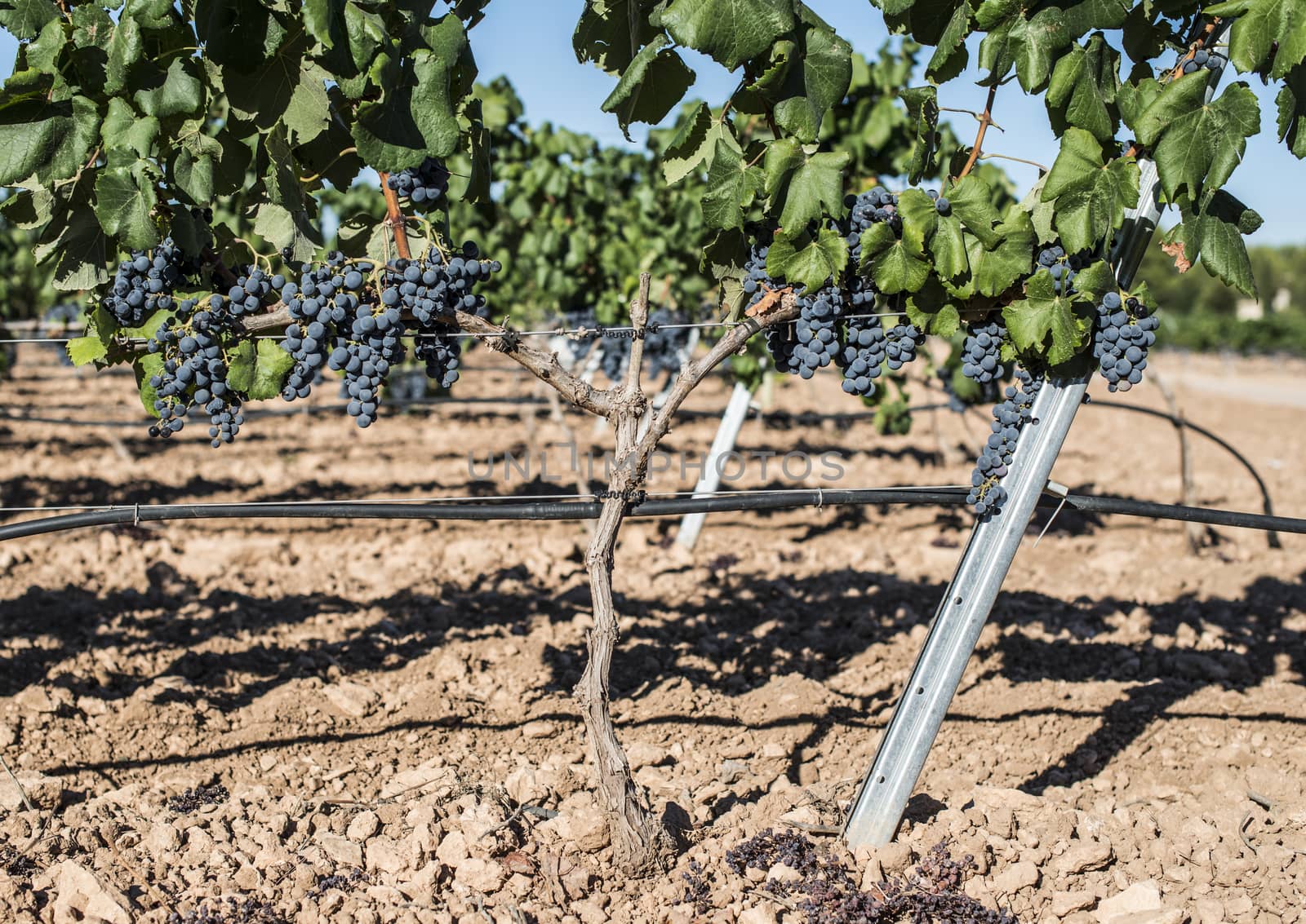 Red wine grapes. Vineyards