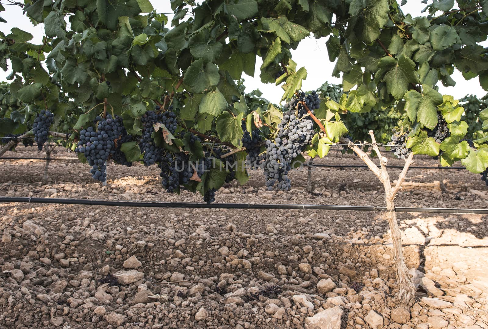 Red wine grapes. Vineyards