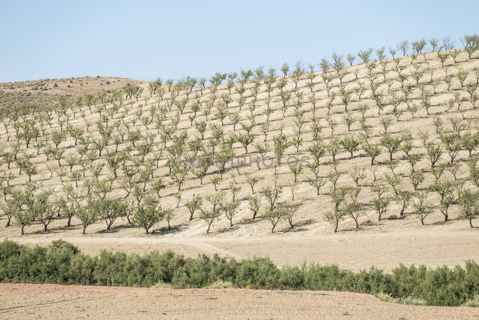 Almond trees plantation and blue sky