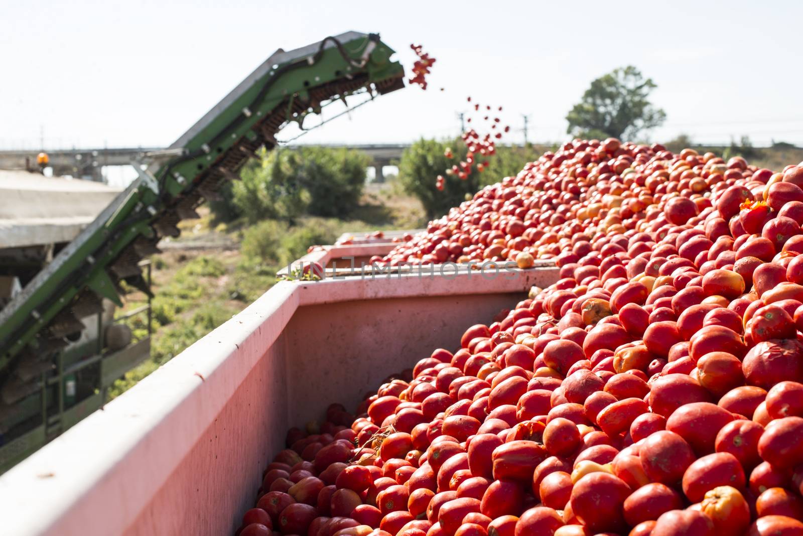 Harvester collects tomatoes in trailer. Close up pile tomatoes