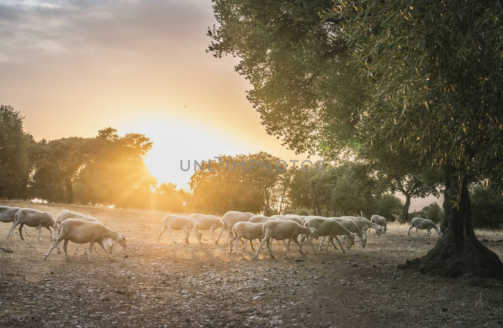 Flock of sheep at sunset in the mountain