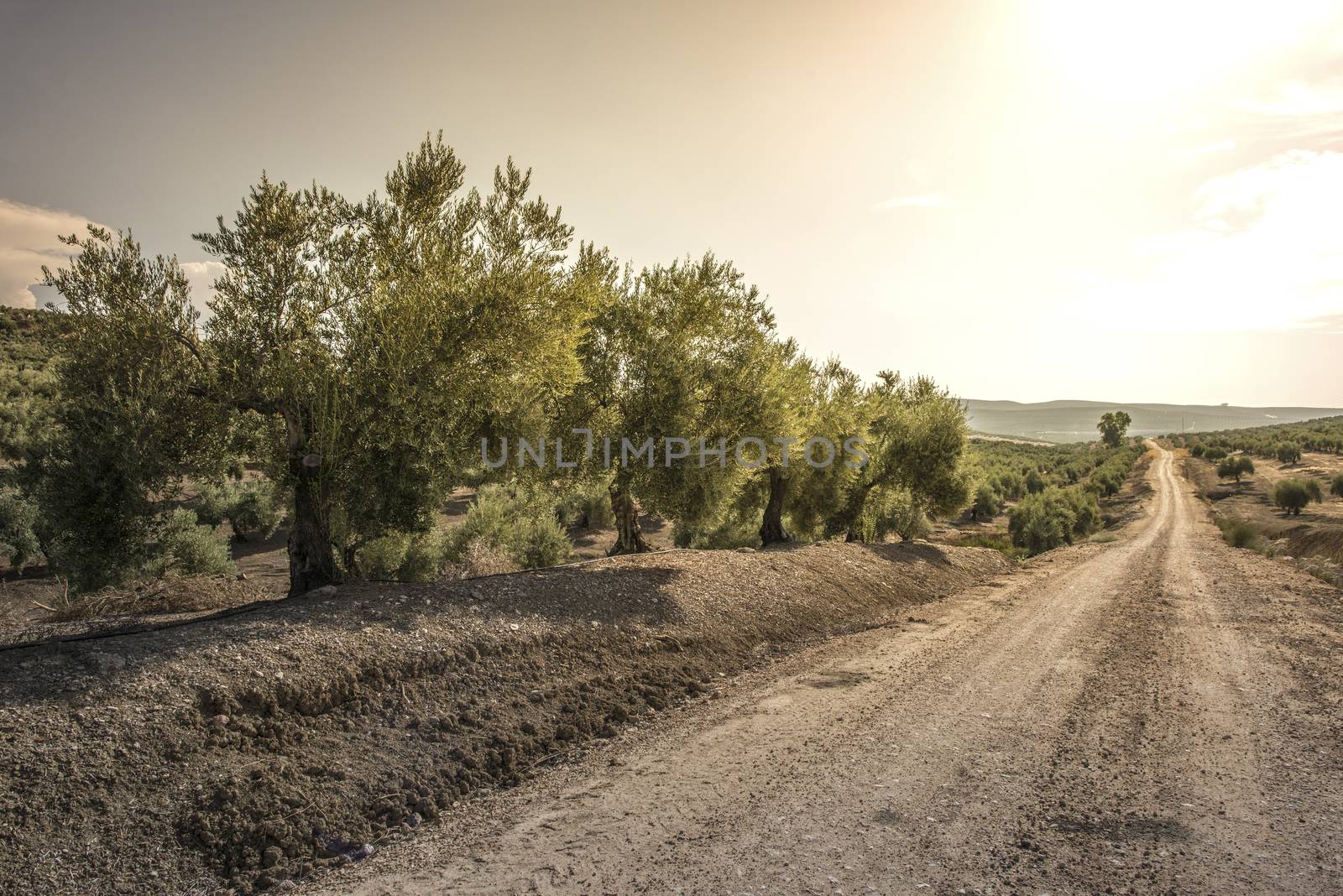 Olive trees at sunset. Sun rays