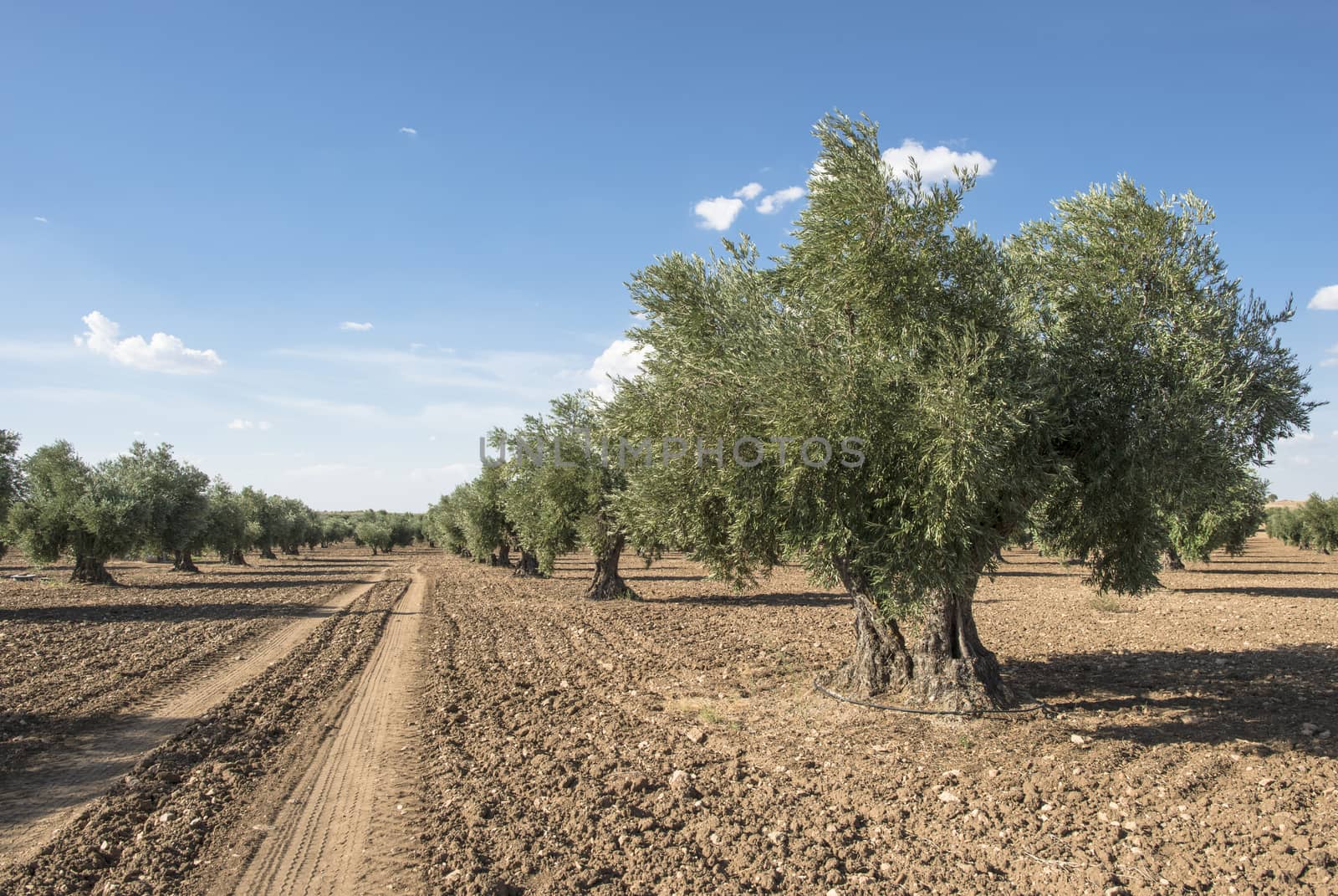 Olive plantation with many trees.