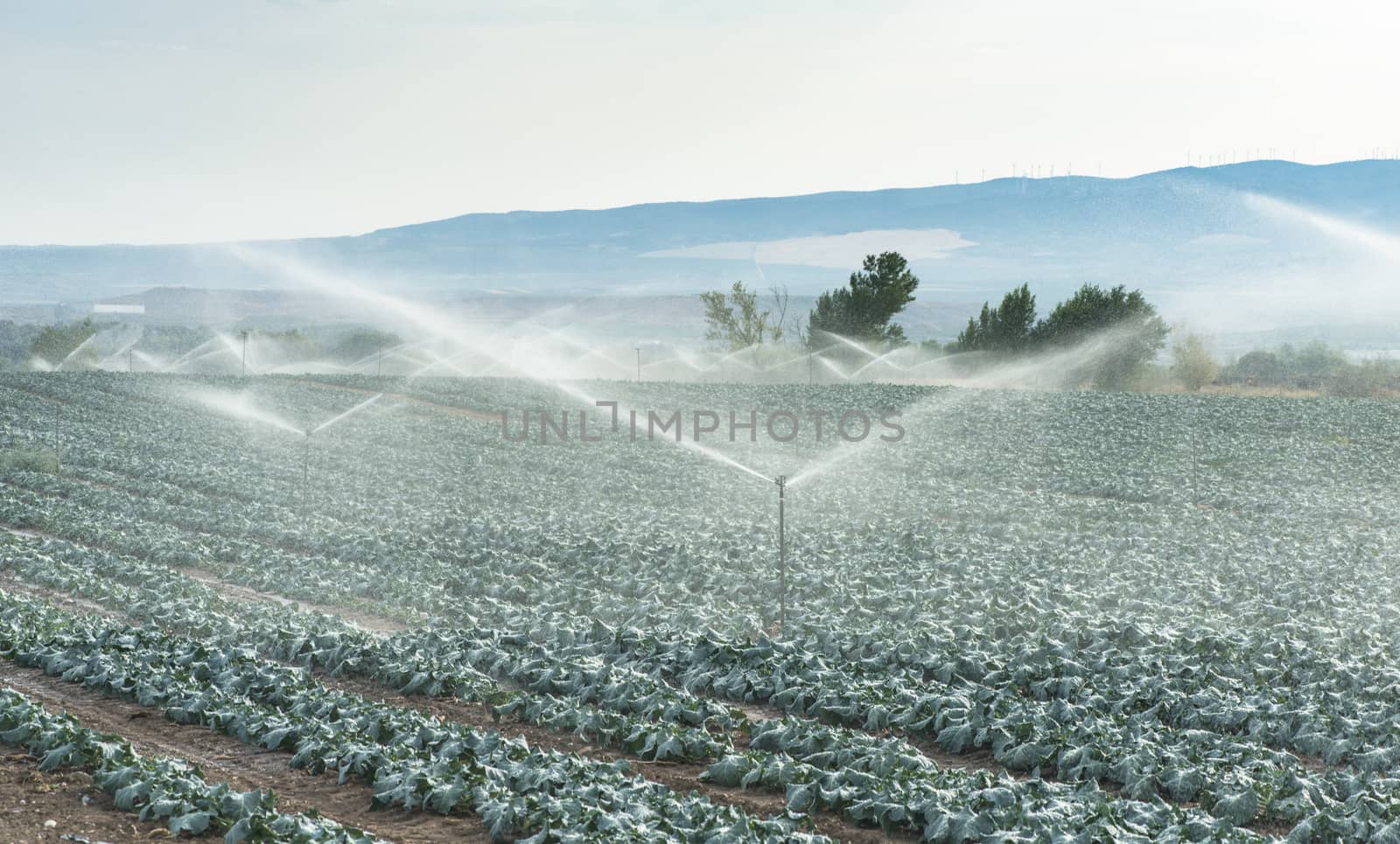 Watering cabbage with sprinklers by deyan_georgiev