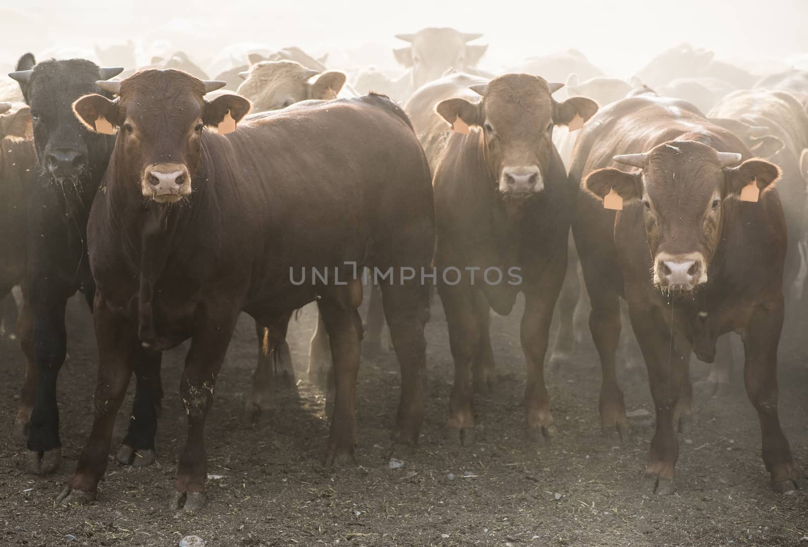 Calves in farm for veal. 