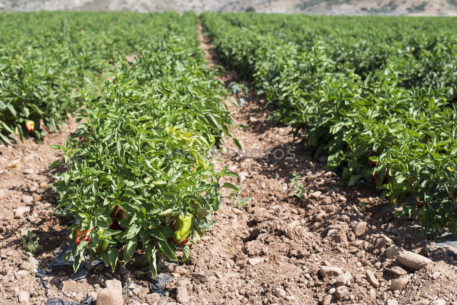 Growing peppers in the field by deyan_georgiev