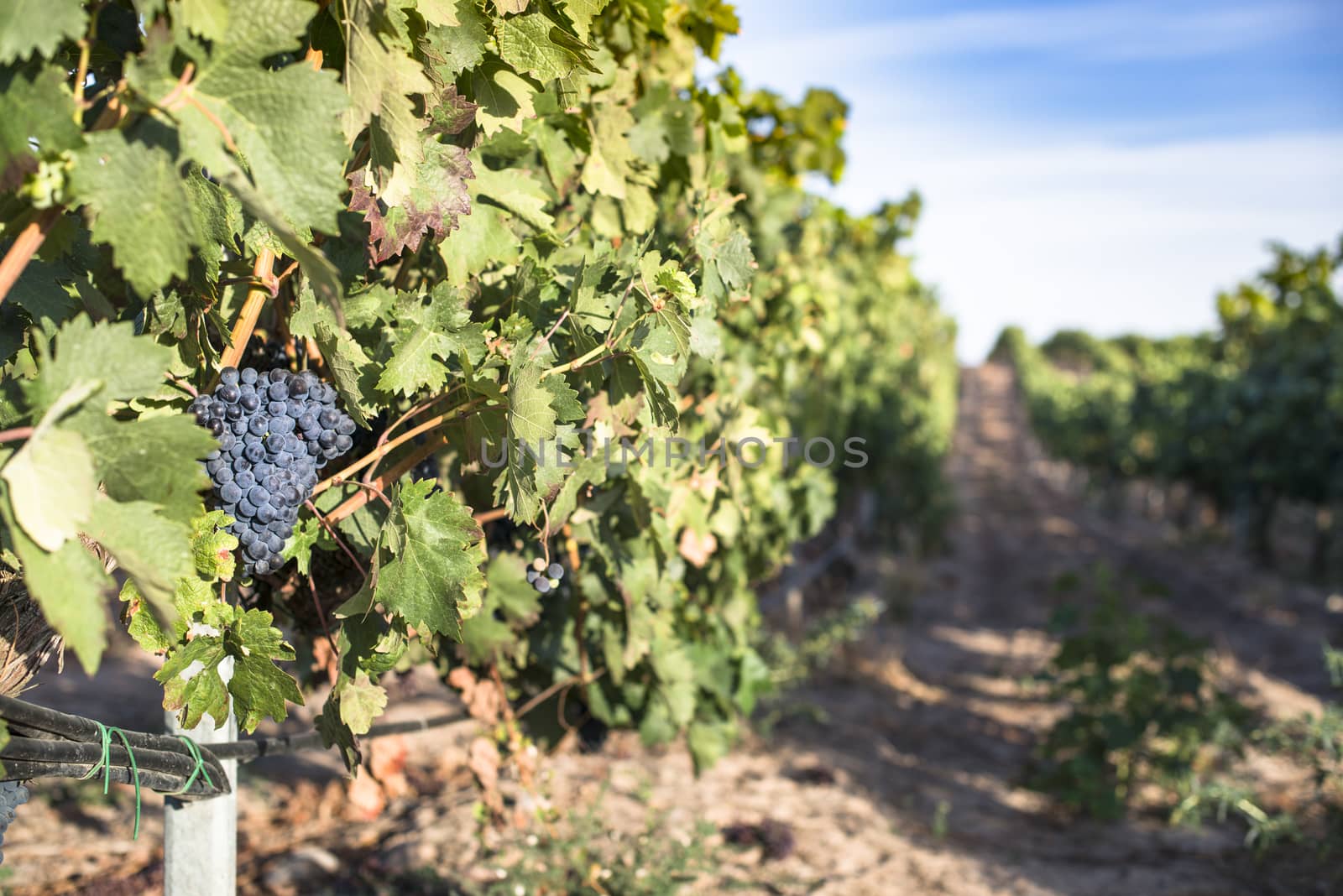 Red wine grapes. Vineyards