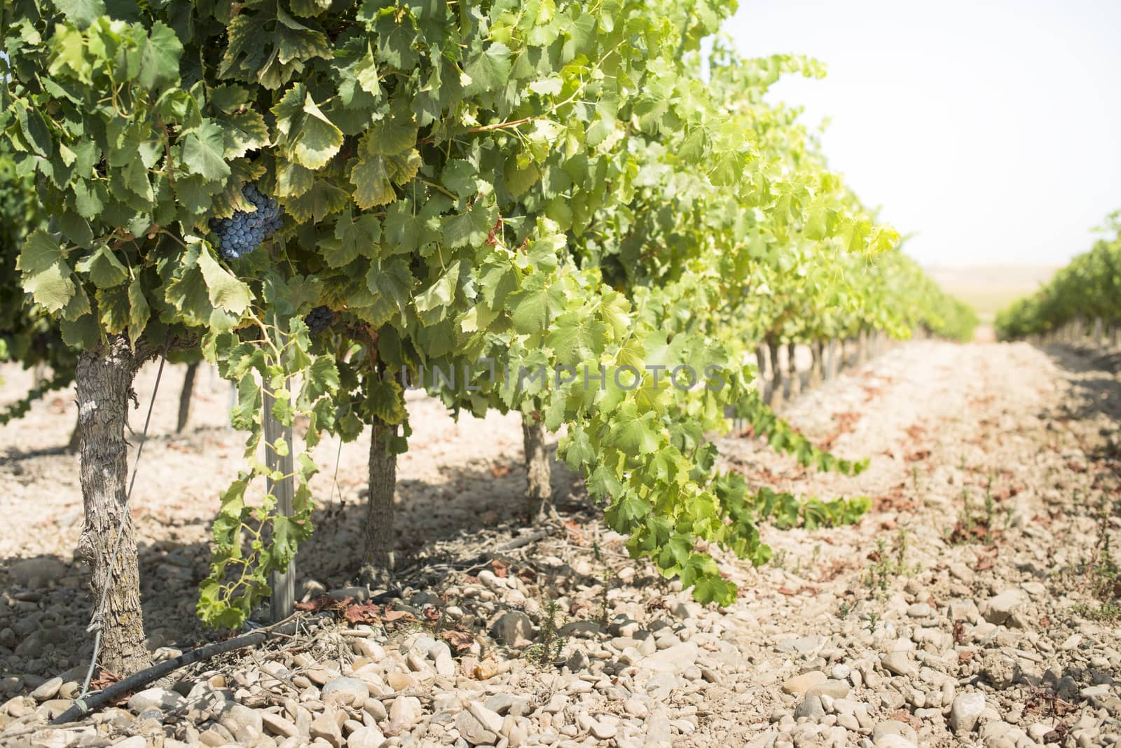 Red wine grapes. Vineyards