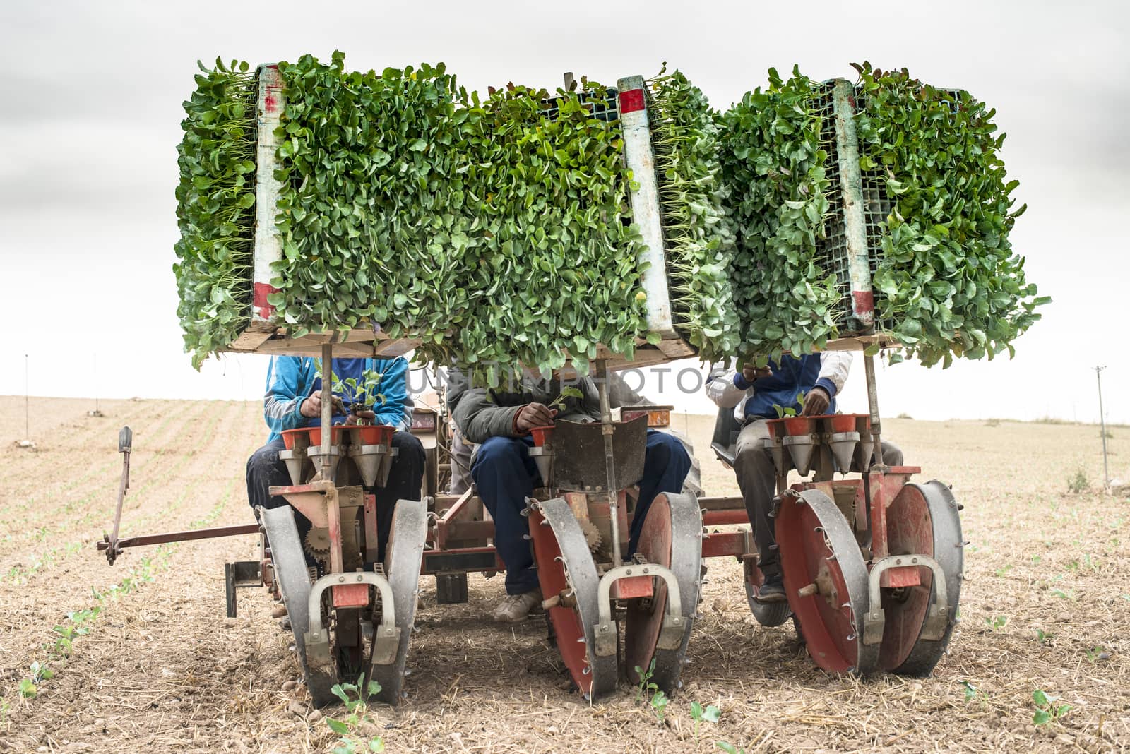  Planting seedlings machine on the field