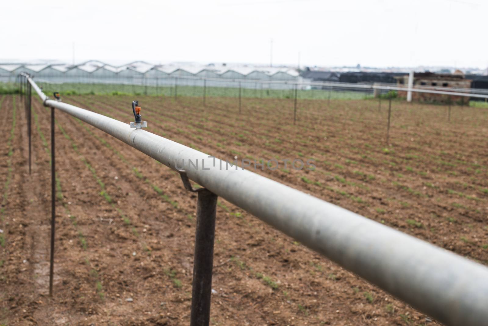 Agriculture watering tubes on the field