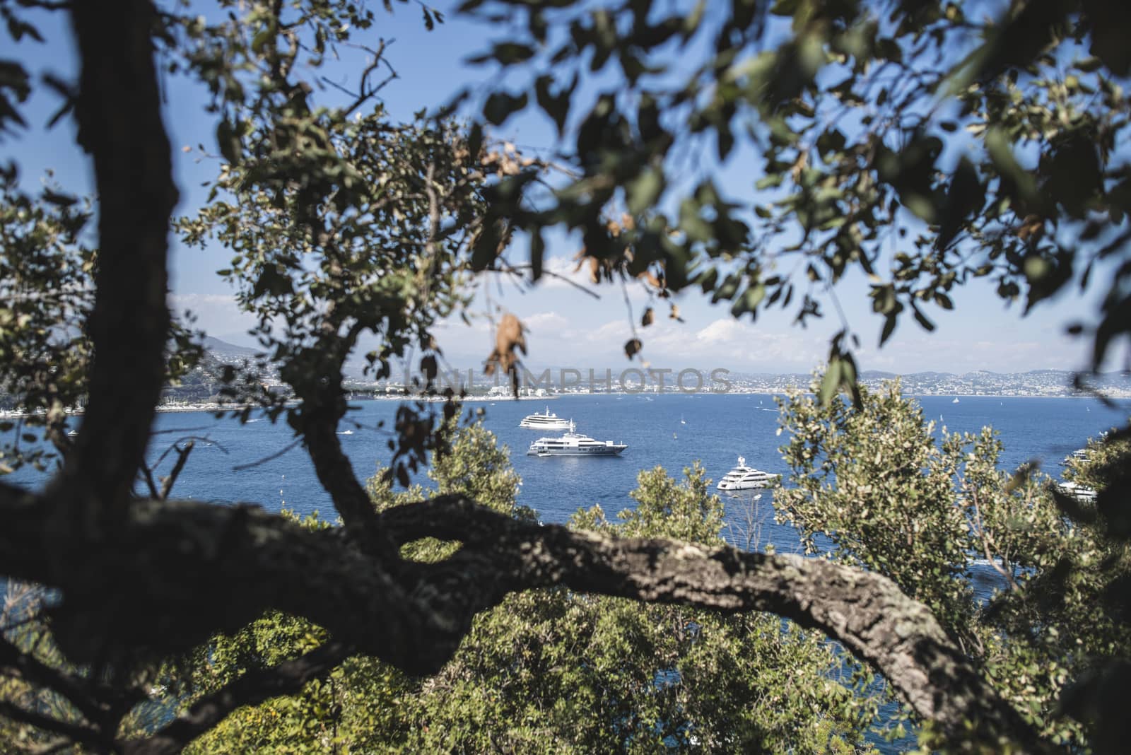 Yachts on the french riviera. View through the branches.