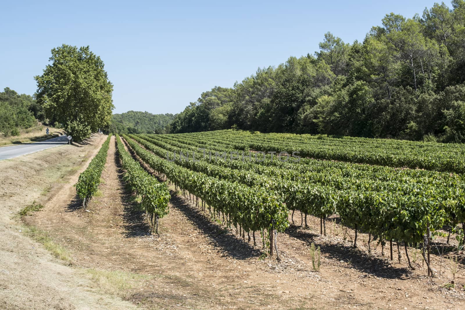 Vineyards and road in France