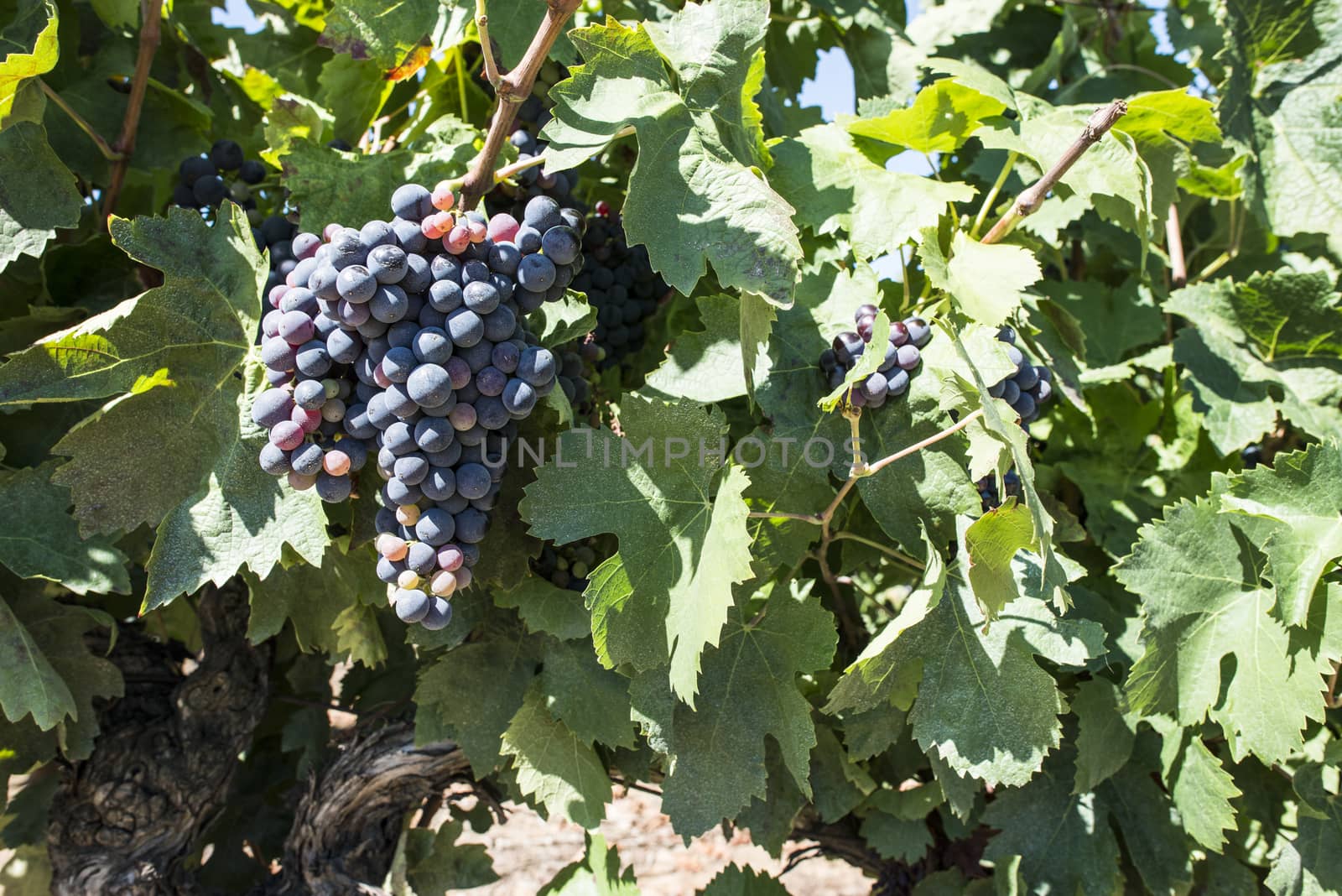 Red wine grapes. Vineyards