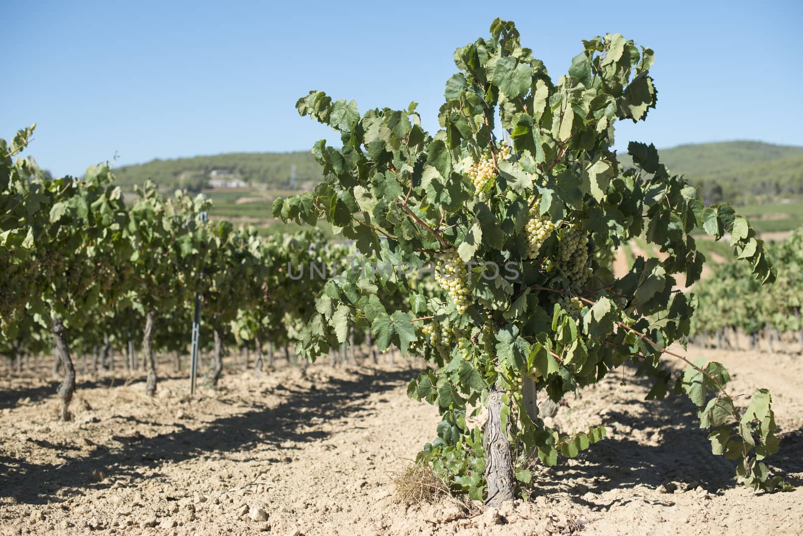 White grape plantations