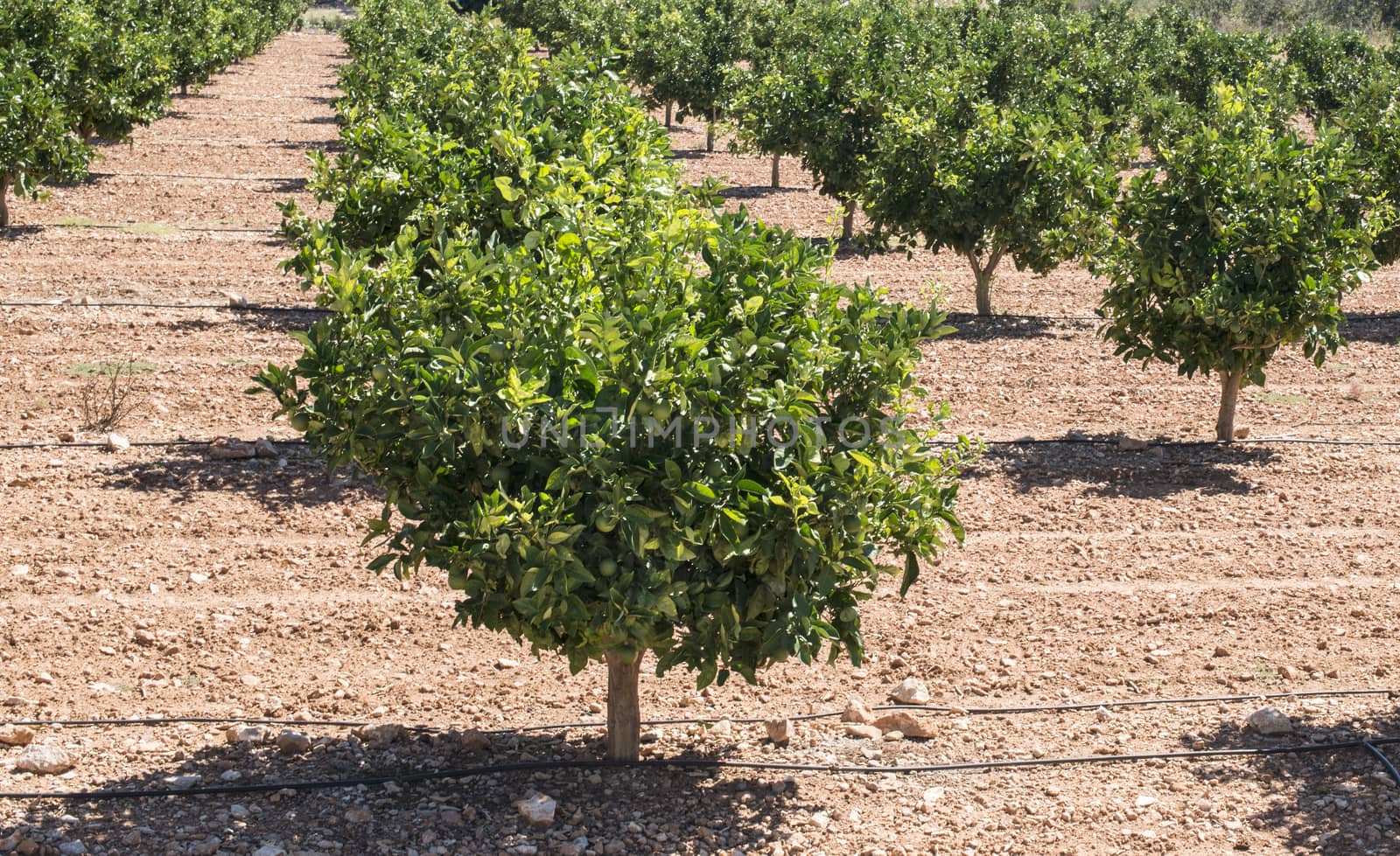 Orange plantation with trees. Green oranges.