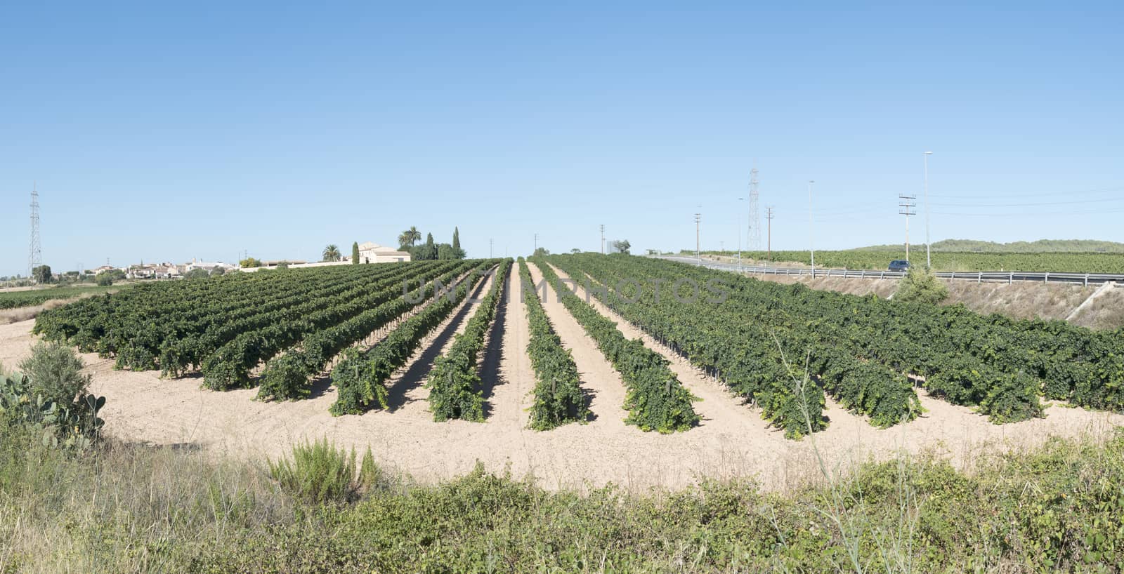 Vineyards and vine factory on background