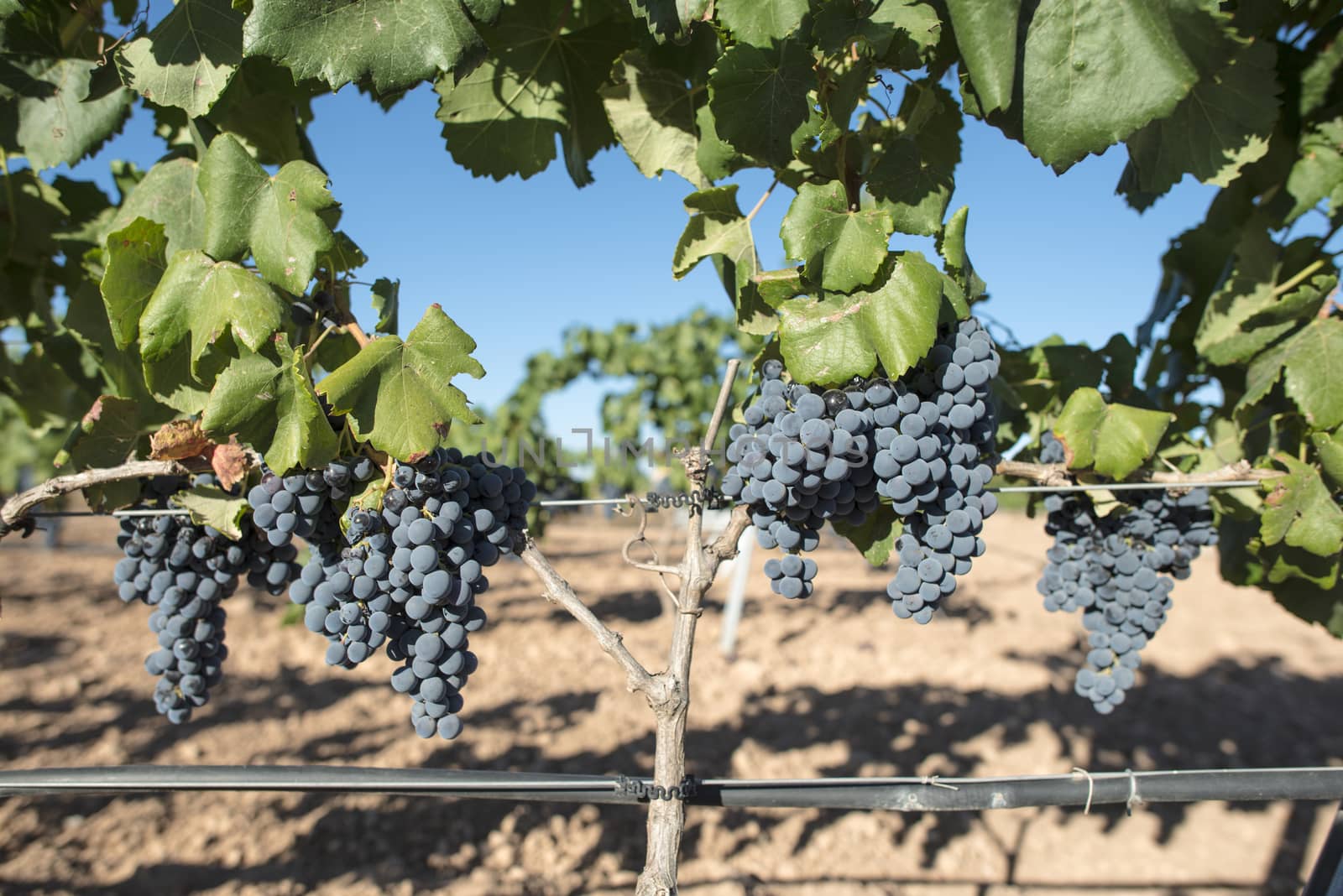 Red wine grapes.  by deyan_georgiev