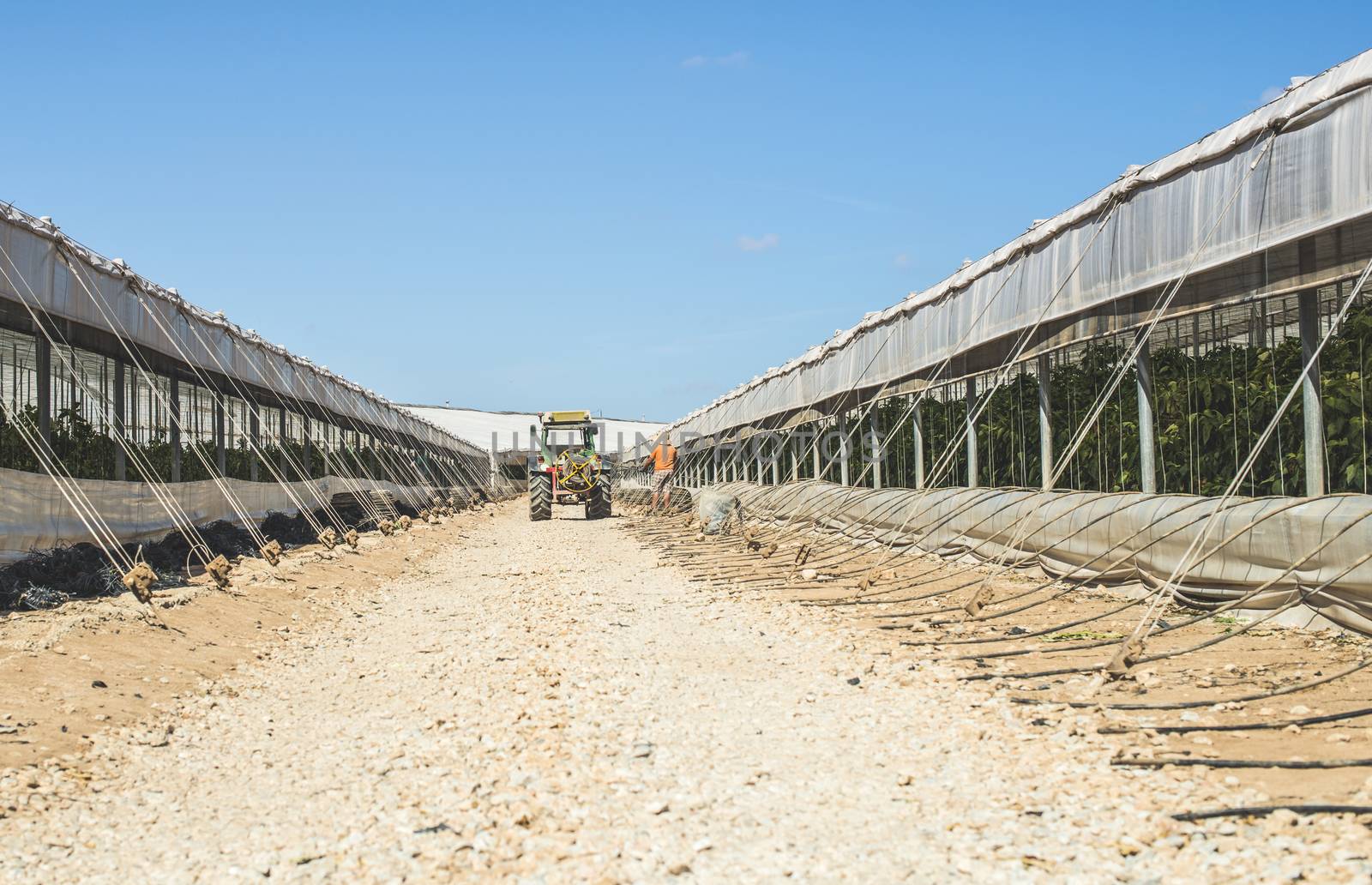 Tractor between greenhouses with peppers