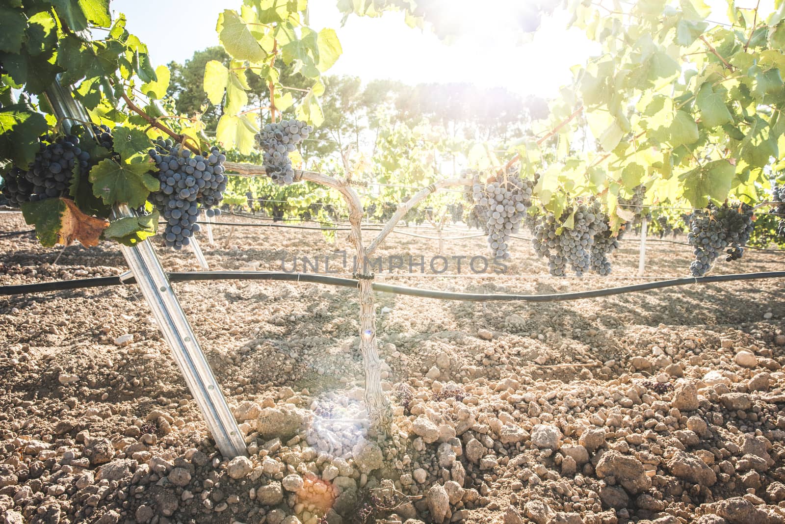 Vine grapes on sun backlight