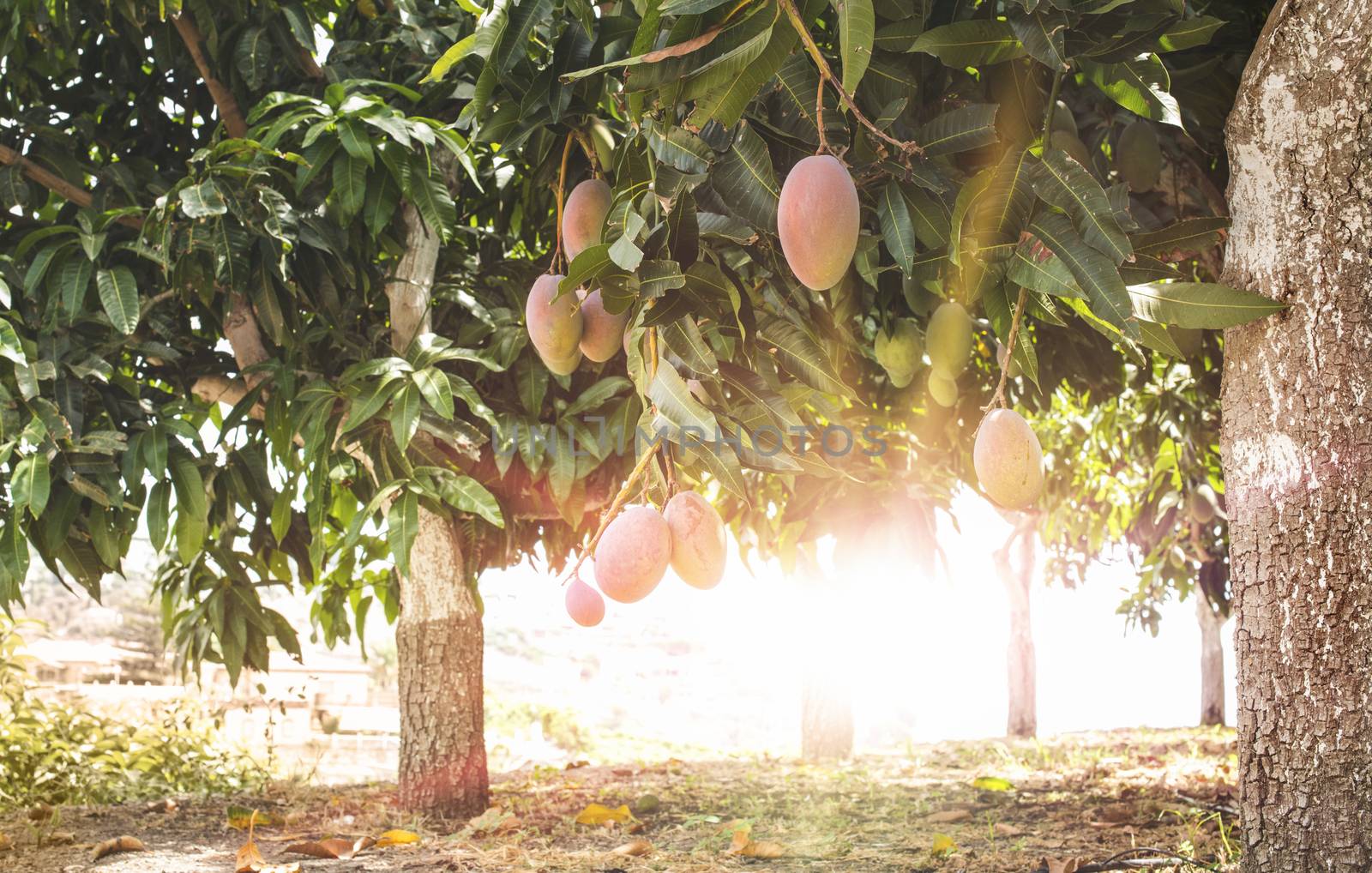 Mangoes on branch and sunrays