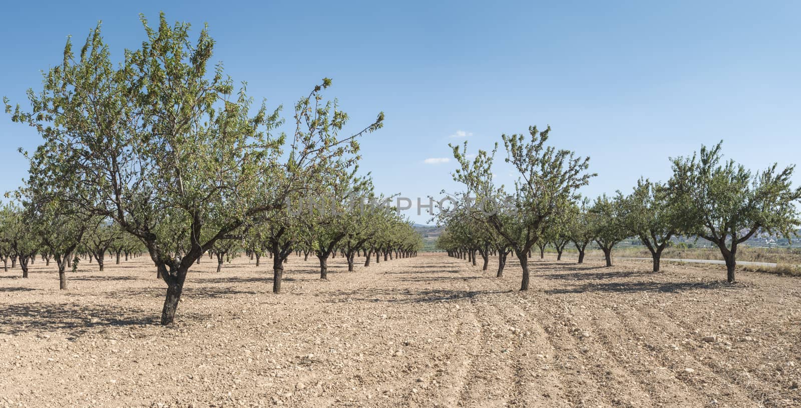 Almond plantation trees in a row.