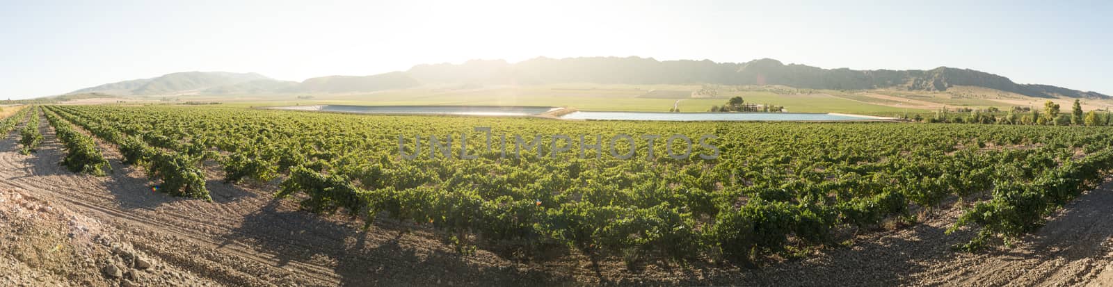 Vineyards at sunset and irrigation canal.