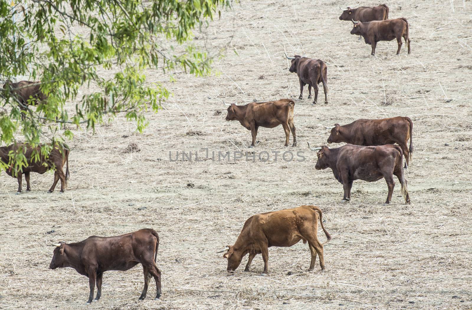 Cows on dairy farm by deyan_georgiev