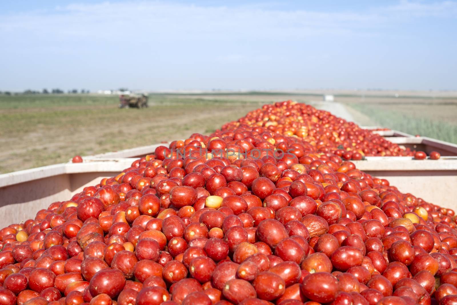 Harvester collects tomatoes in trailer. Close up pile tomatoes