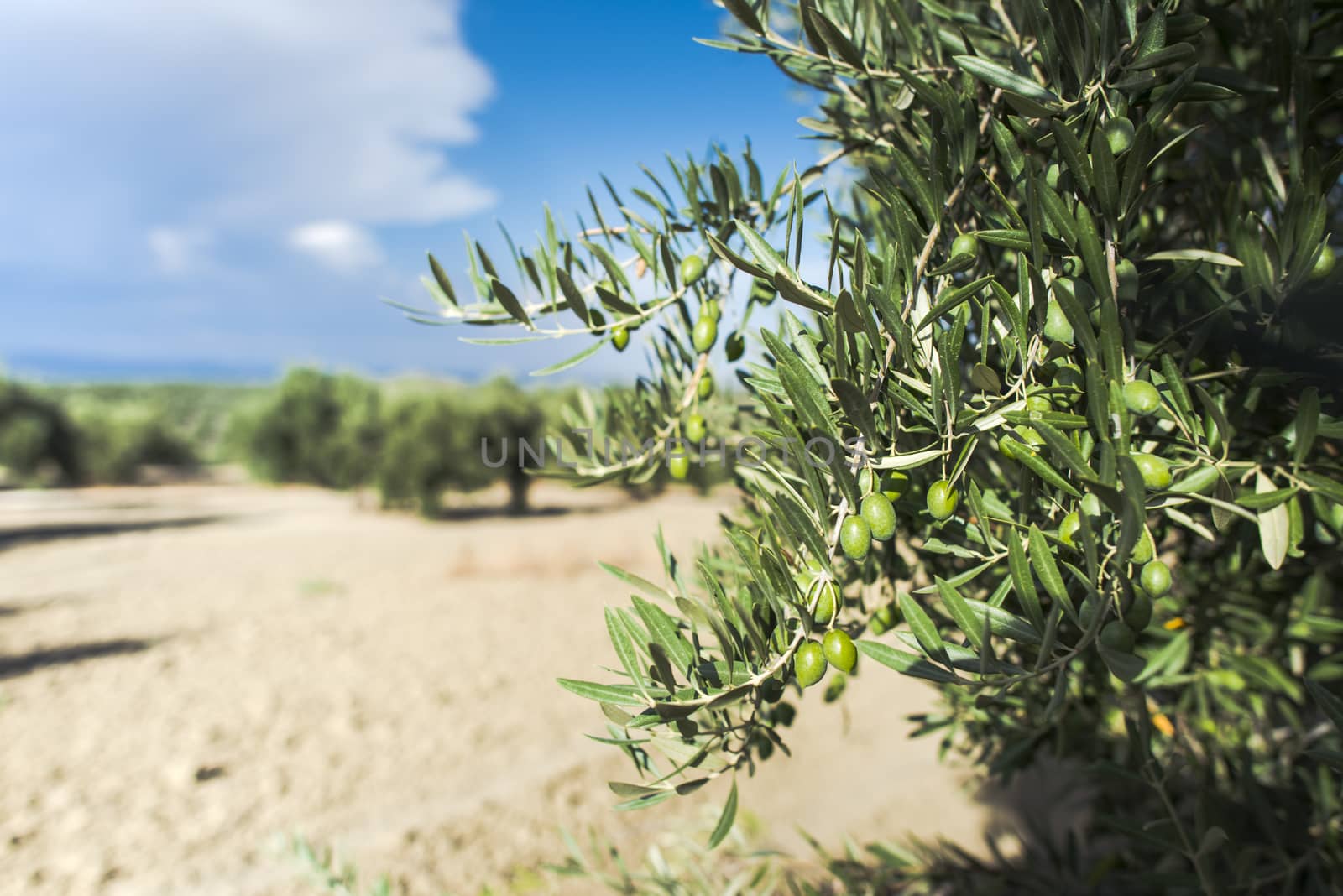 Olive branch with green olives