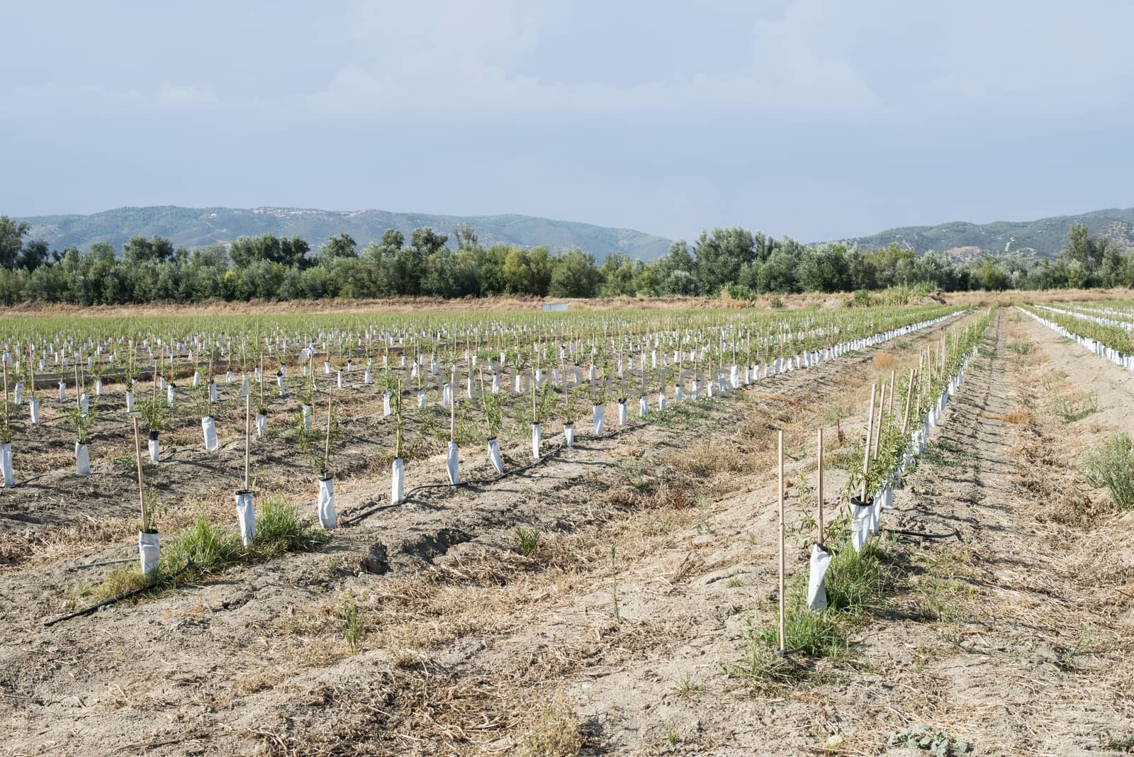 Small olive trees newly planted