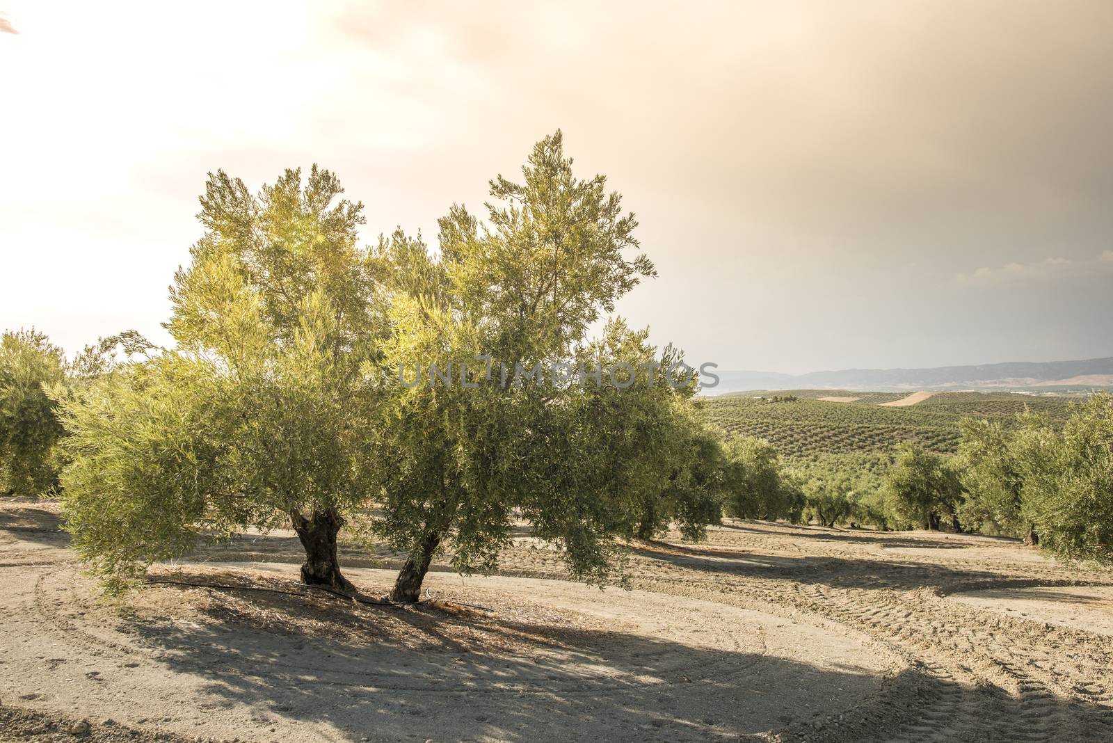 Olive trees at sunset by deyan_georgiev