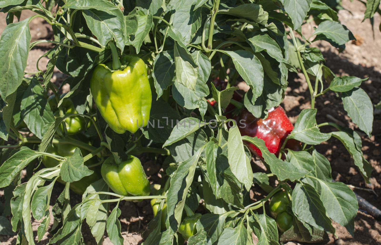 Growing peppers in the field. Close up peppers