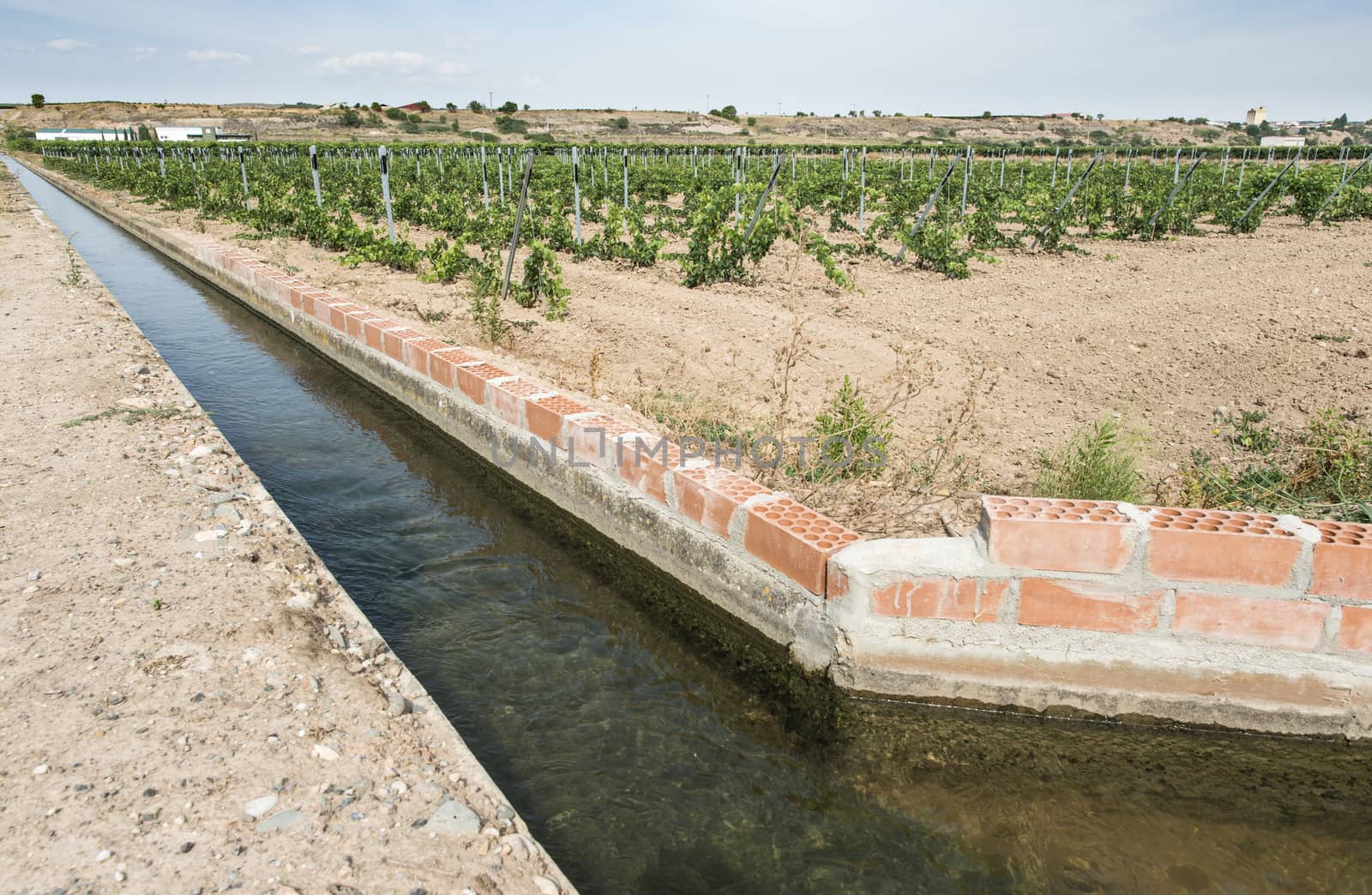 Vineyards and close up irrigation canal.