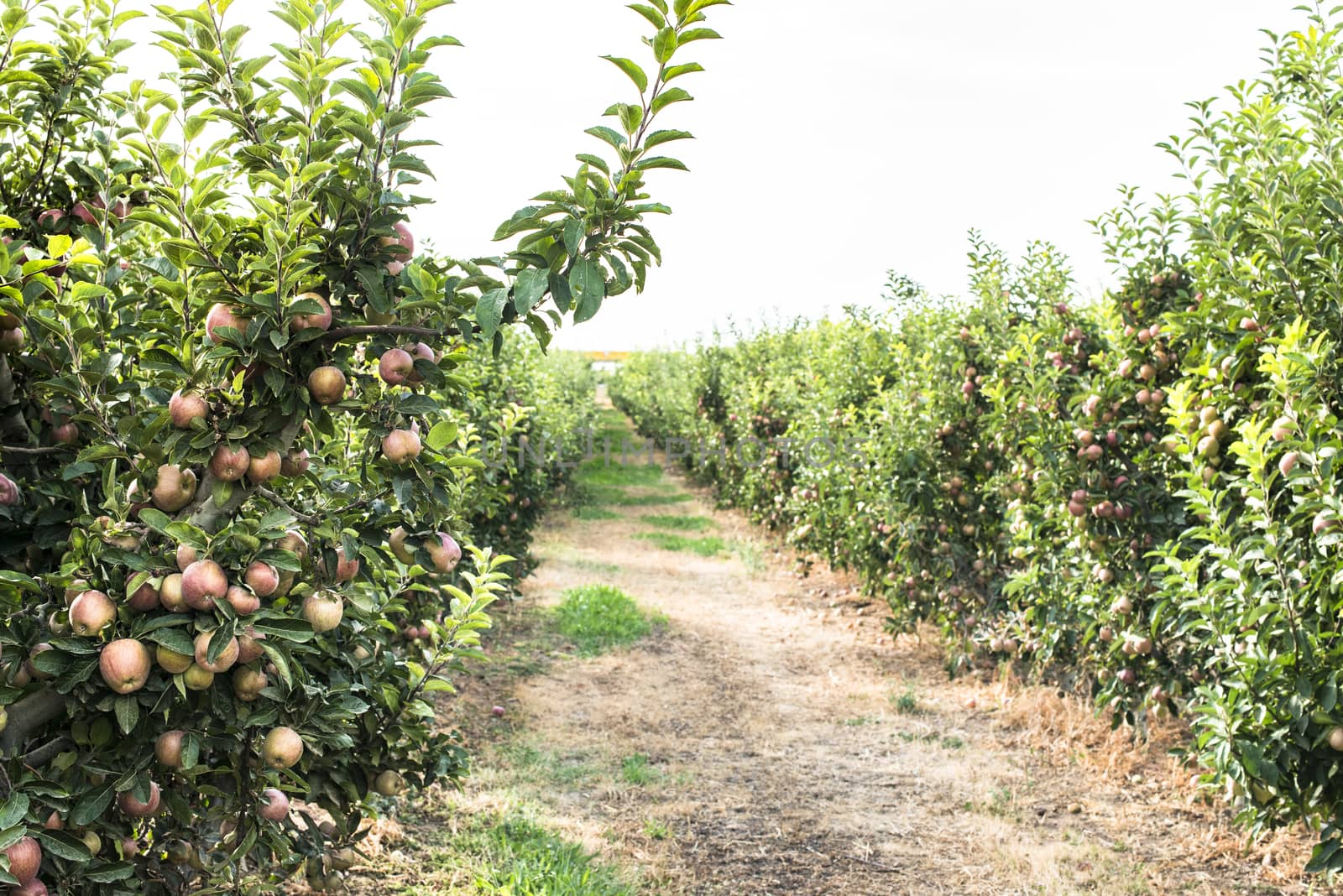 Red apples tree in the orchard