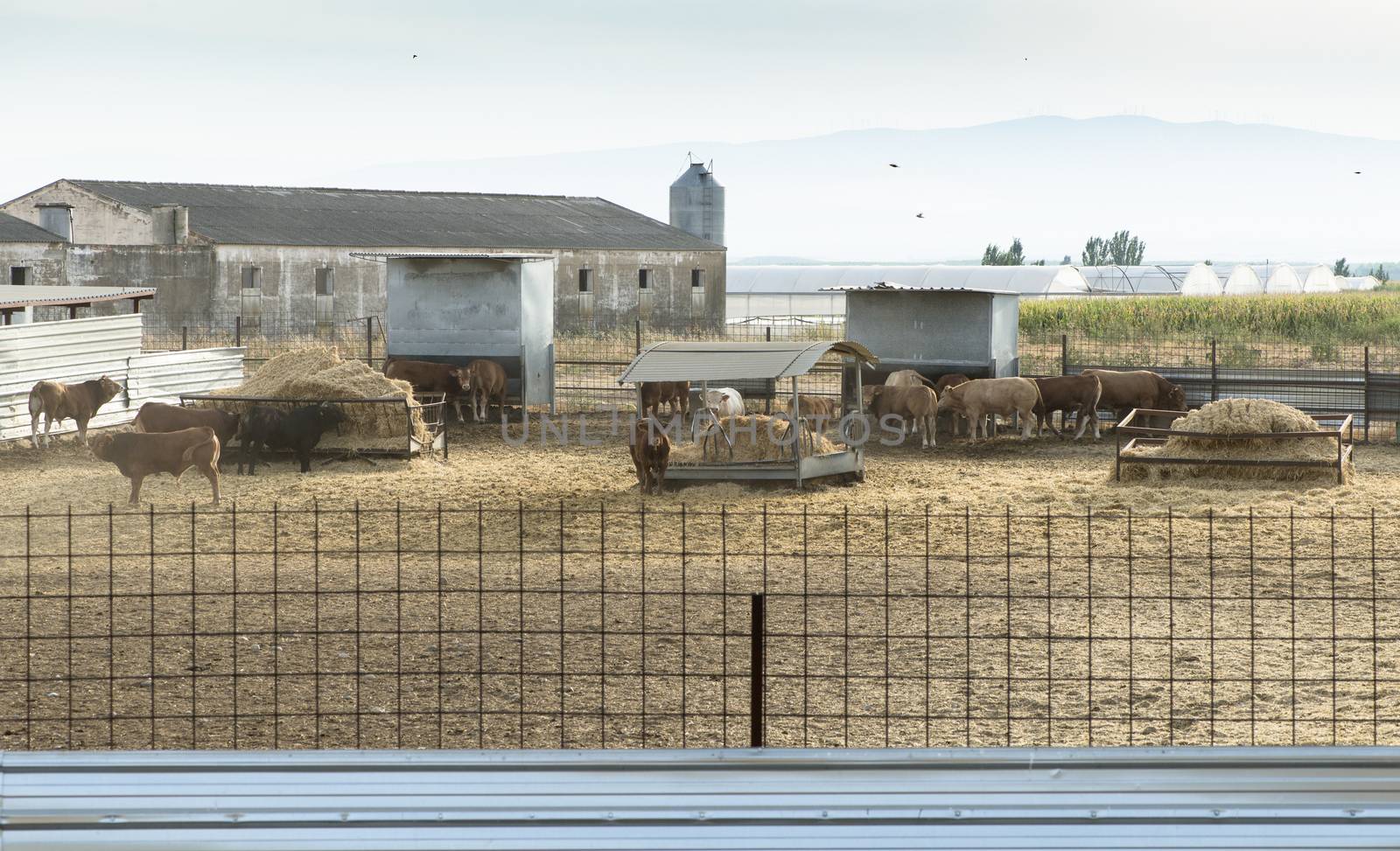 Bulls in a farm. Buildings and fences