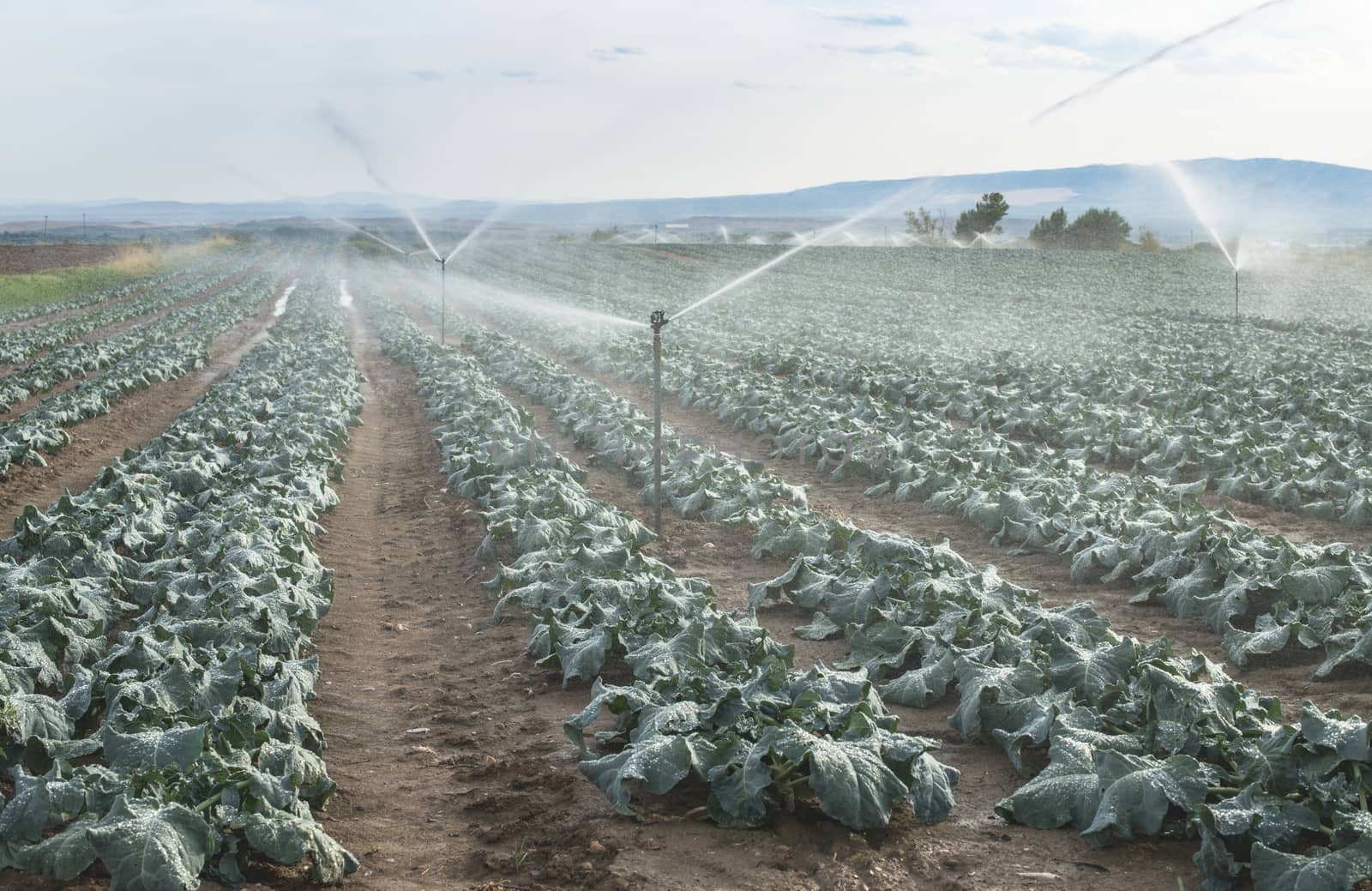 Watering cabbage with sprinklers. Blue sky