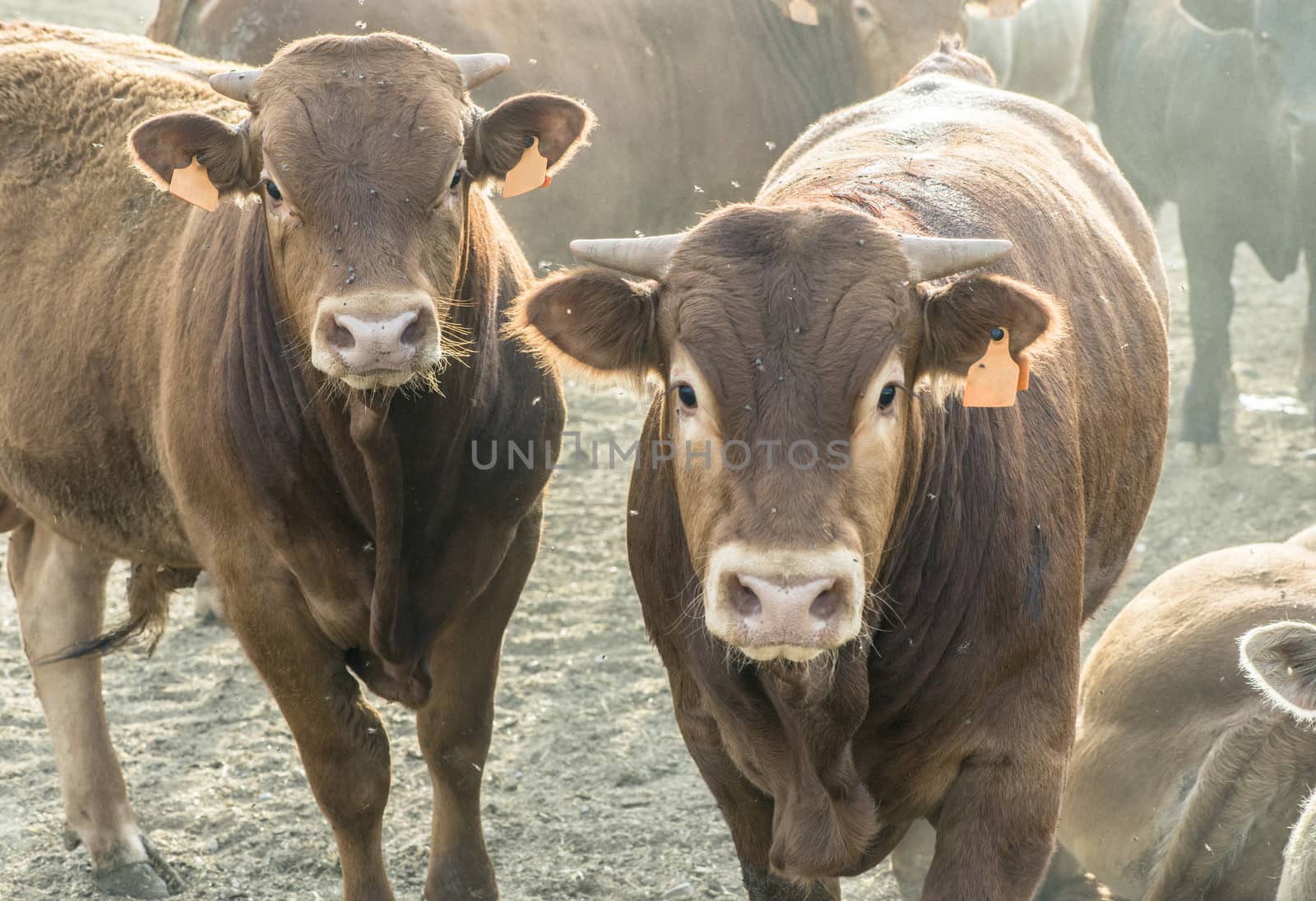 Calves in farm for veal. 