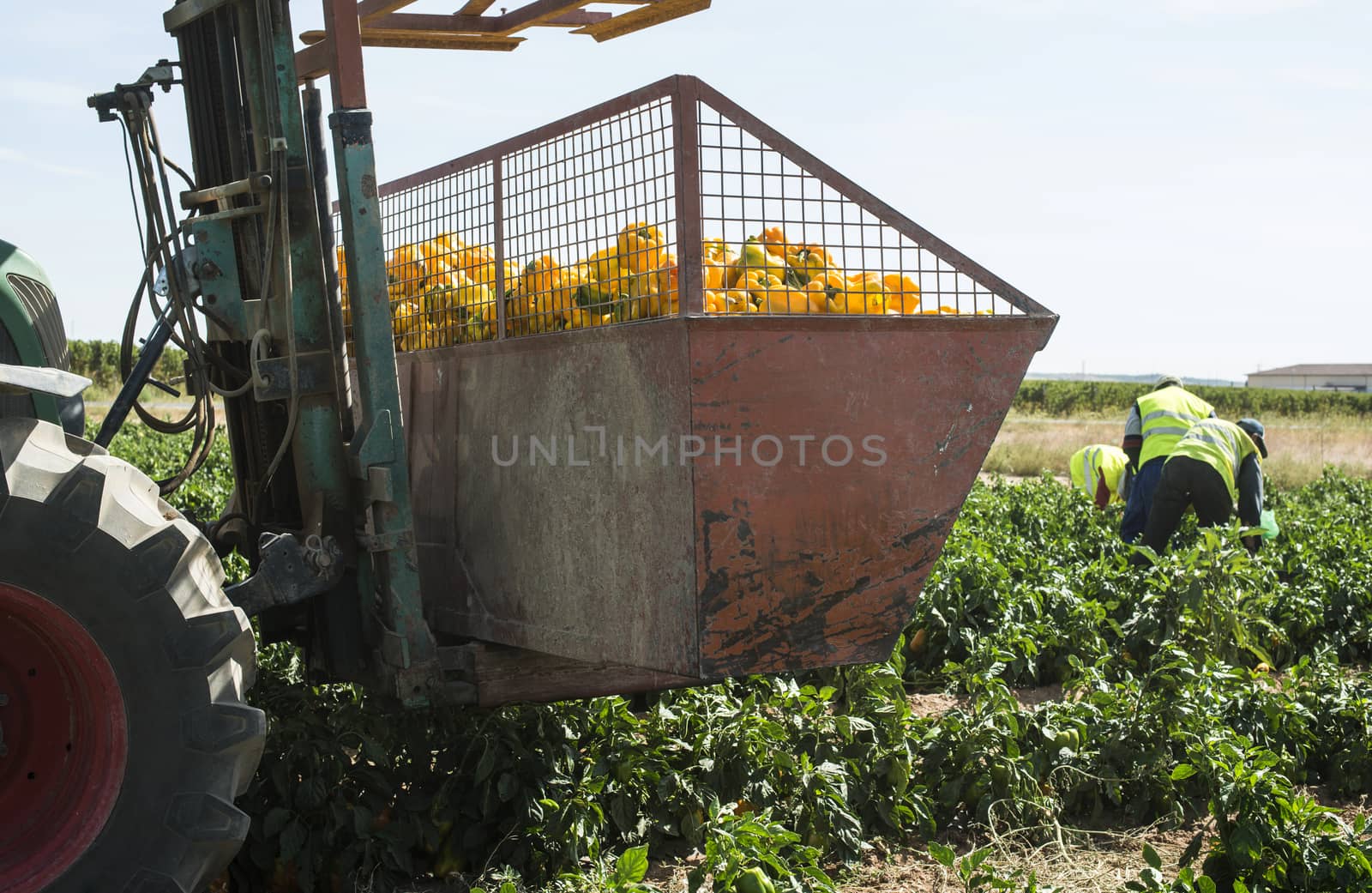 People picking peppers on agriculture field