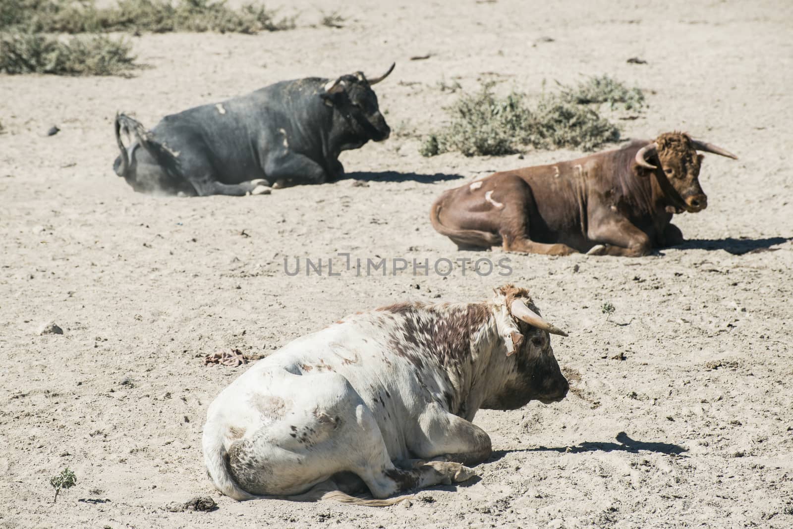 Bulls in a farm. Sunlight