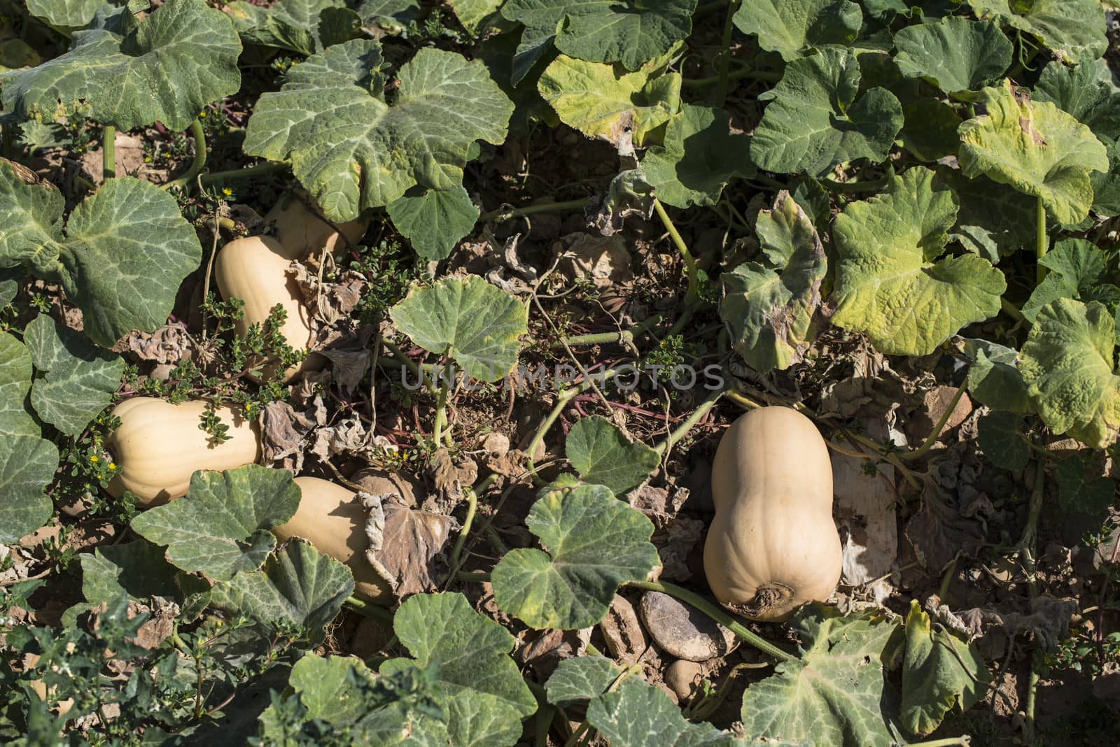 Pumpkins on the field. Close up