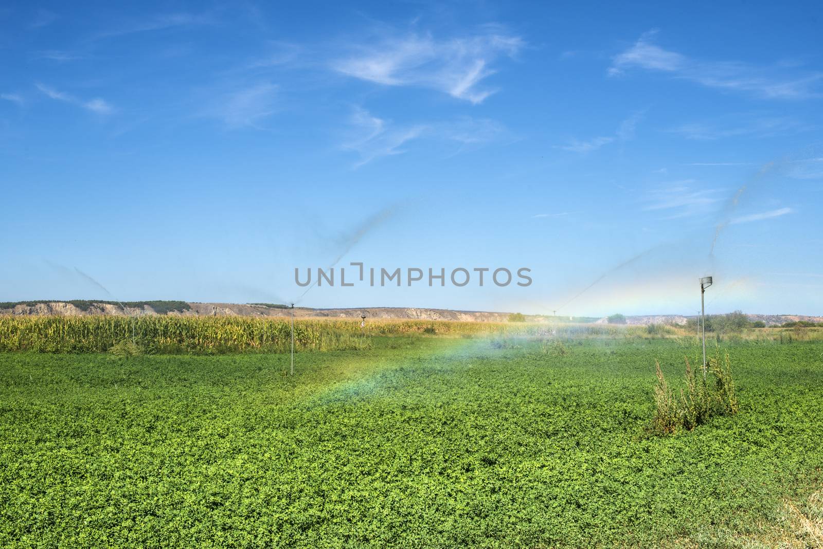 Watering sprinklers on the field. Green plants and rainbow