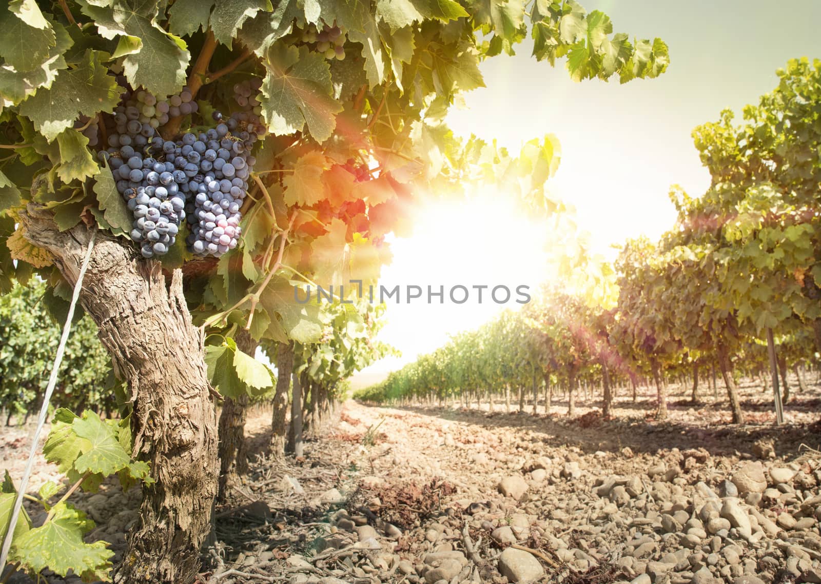 Grapes on sunset. Yellow red sun rays. Backlight sun